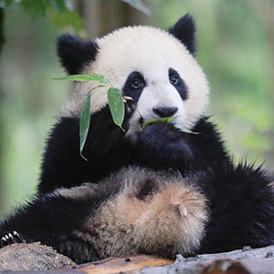 iPanda熊猫频道